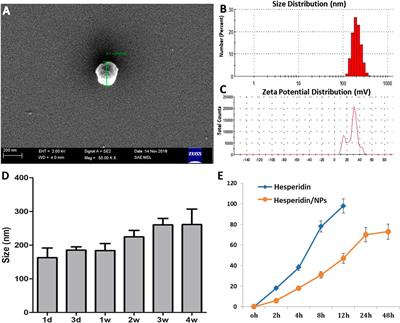 Nasal Delivery of Hesperidin/Chitosan Nanoparticles Suppresses Cytokine Storm Syndrome in a Mouse Model of Acute Lung Injury